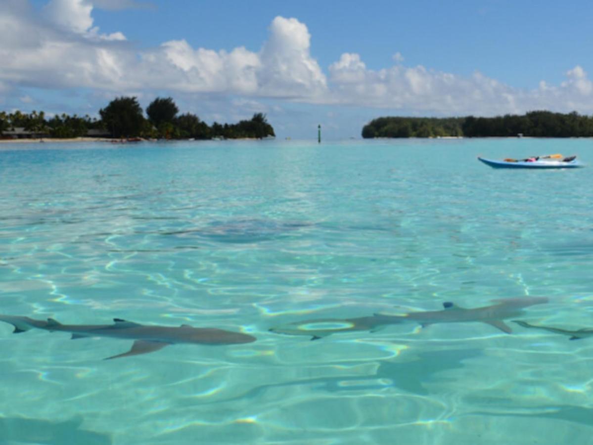 Moorea Pool & Lagoon House Villa Bagian luar foto